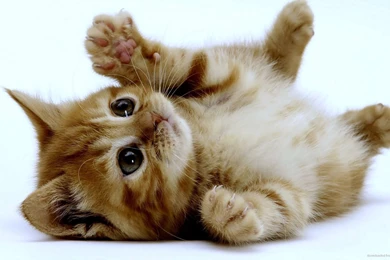 Kitten On His Back Wallpapers For iPhone 4