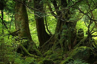 Top Forest Wallpapers Hd 1080p Images For Pinterest