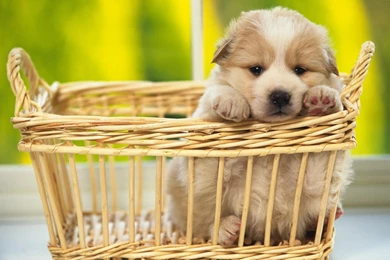 Download Puppy Wallpapers HD Resolution