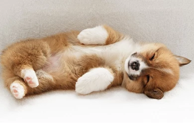 1680x1050 Cute Puppy Sleep Wallpapers