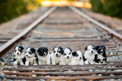 HD Quality Cute Husky Puppies 19 Animals HD Wallpapers ...