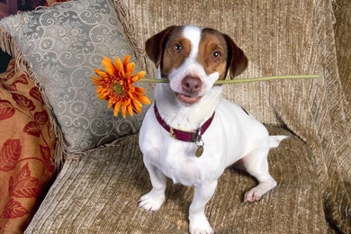 Cute Puppy Wallpapers   Splendid Wallpapers HD