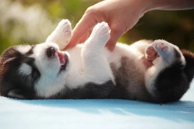 HD Quality Cute Husky Puppies 13 Animals HD Wallpapers ...