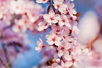 Cherry Blossom HD Desktop Wallpapers : Mobile : Dual Monitor