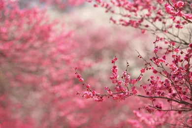 Description The Wallpapers Above Is Spring Cherry Blossom Hd ...