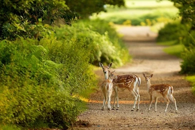 1366x768 Lovely Deers Wallpapers