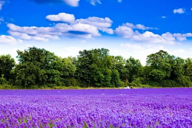 Lavender Field Wallpapers   Nature Wallpapers