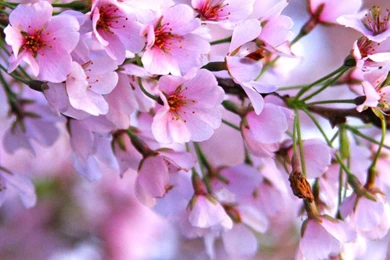Cherry blossoms HD wallpaper 02.jpg