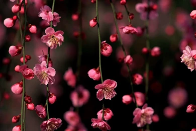 6872739 cherry blossom wallpaper download yoyo.jpg