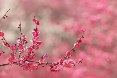 Sakura Cherry Blossom HD Desktop Wallpapers : High Definition ...