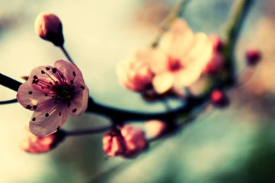 Download Cherry Blossom HD Wallpapers