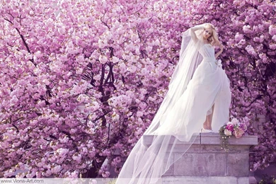 Top Cherry Blossom Desktop Background Images For Pinterest