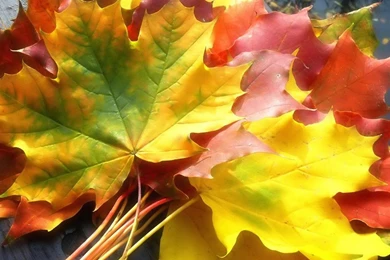 Free Wallpaper Backgrounds For Laptops