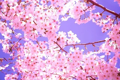 Top Beautiful Cherry Blossom Wallpaper Images For Pinterest
