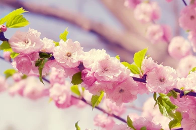 Cherry blossom wallpaper_1.jpg