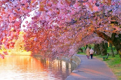 Blossom Wallpapers   HD Wallpapers Lovely