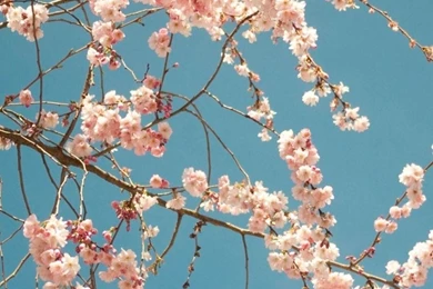 Wallpapers Cherry Blossom Tree iPhone 6 Plus HD Wallpapers For Your ...