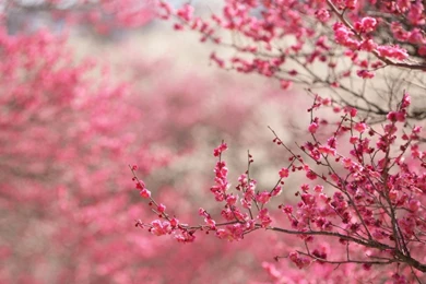 Cherry Blossoms Hd Wallpapers Hd Wallpapers Inn