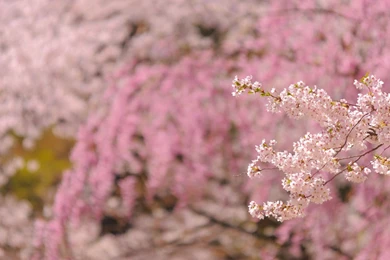 Japan Cherry Blossoms Flowers Spring Season Fresh New Hd Wallpapers ...