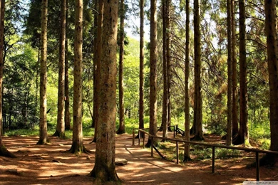 Top Forest Woods Backgrounds Wallpaper Images For Pinterest