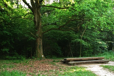 Bench In The Woods Backgrounds