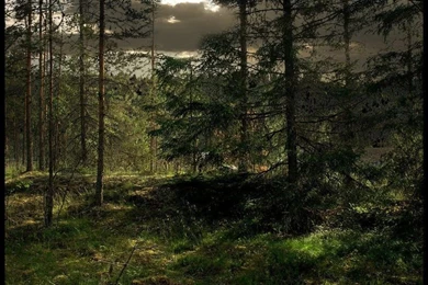 Backgrounds   Woods By Eirian stock On DeviantArt