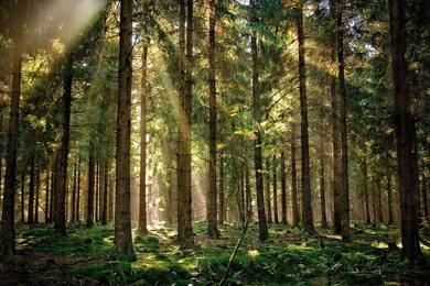 Cosy Warm Woods. Watch HD Backgrounds Scenery For A Smartphone ...