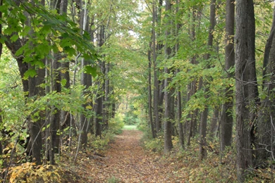 Top Golden Path Woods Through Images For Pinterest