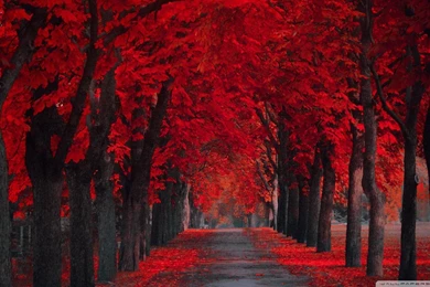 Wallpapers Extremly Red Leaves Autumn 1920 X 1080 Full Hd