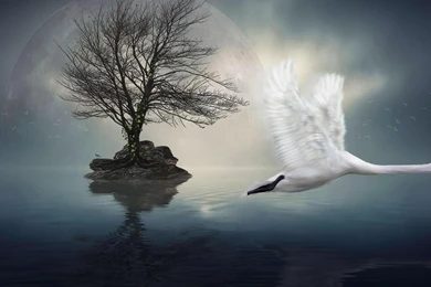 Beautiful Surrealism Wallpapers   (