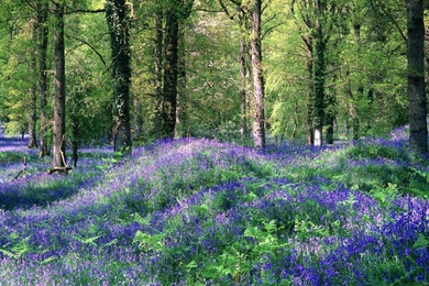 Nature HD Wallpapers, Nature Full HD 1080p Wallpapers, 1920x1080 ...