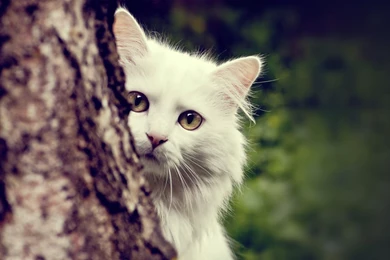 Wallpapers Image Description For White Cat Wallpapers White Cat ...