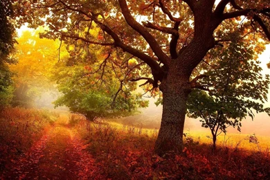 1600x900 Nature In Autumn Wallpapers