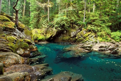 Download 1600x900 Ohanapecosh River Wallpapers