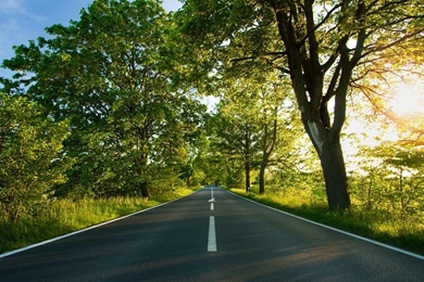 1600x900 Nature Path Wallpapers