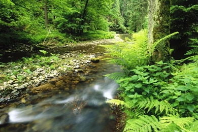 Wallpapers catalogue.com   Nature Wallpapers   Polenz, Sachsische ...