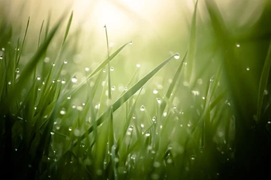 Wet Grass Wallpapers