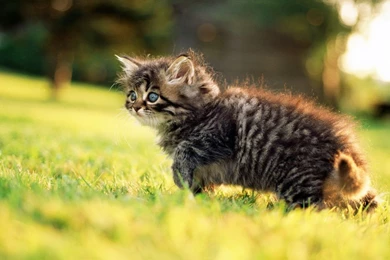 1600x900 Fluffy Kitten Nature Wallpapers
