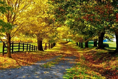 Nature Autumn Yellow Leaves Trees Road Fence   1600x900 IWallHD ...