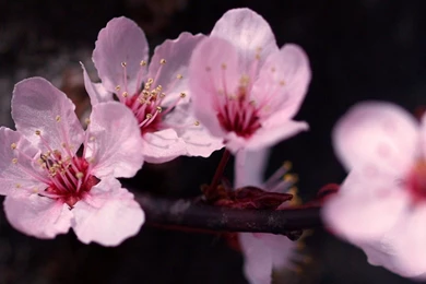 Nature Wallpapers 1600x900   (