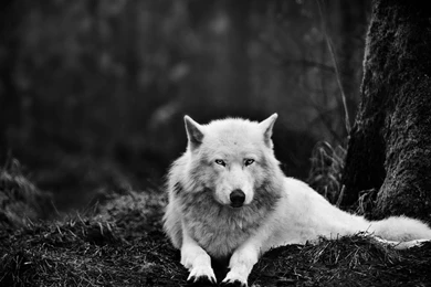 White wolf wallpapers