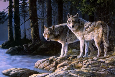Wolf Computer Wallpapers, Desktop Backgrounds