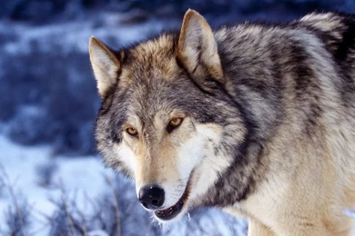 Page 10: 4K Ultra HD Wolf Wallpapers HD, Desktop Backgrounds 3840x2160