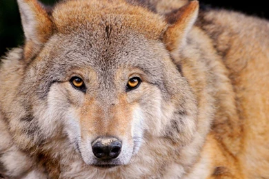 Full HD 1080p Wolf Wallpapers HD, Desktop Backgrounds 1920x1080