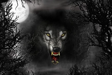 Black Wolf Wallpapers