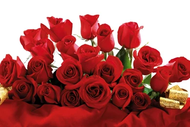 Red Rose Desktop Wallpapers