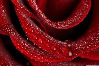 Velvety Rose HD Desktop Wallpapers : Widescreen : High Definition ...