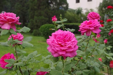 Download Wallpapers 1920x1080 Roses, Flowers, Garden, Herb, Shrub ...