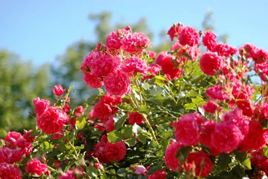 Red Rose Flower Garden, Beauty, Sky, Flowers, Roses, 1920x1080 HD ...