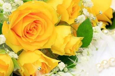 Rose Wallpapers Hd Tumblr For Walls For Mobile Phone Widescreen For ...